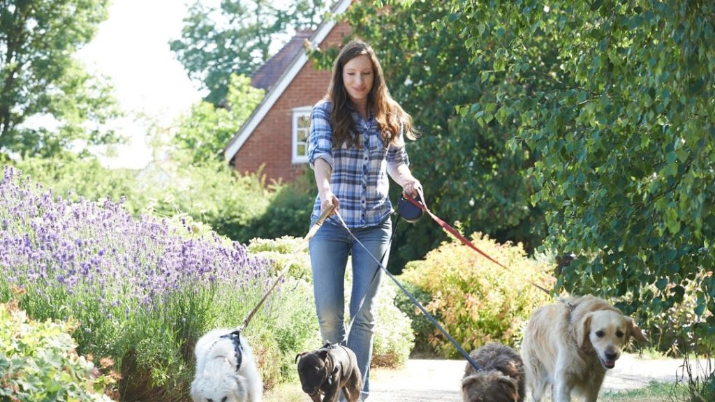 Pet Walking - Best Business Ideas to start in 2021